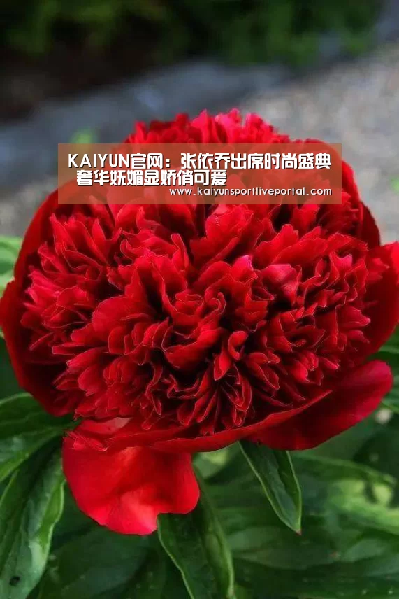 开云体育直播